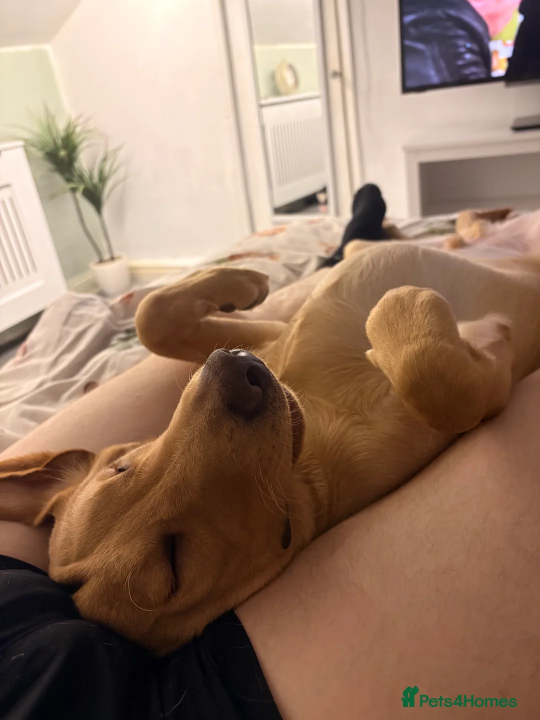 Labrador Retriever dogs for sale: Male 9 month labrador - Advert 13