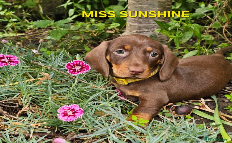 Dachshund dogs in Worksop - Advert 7