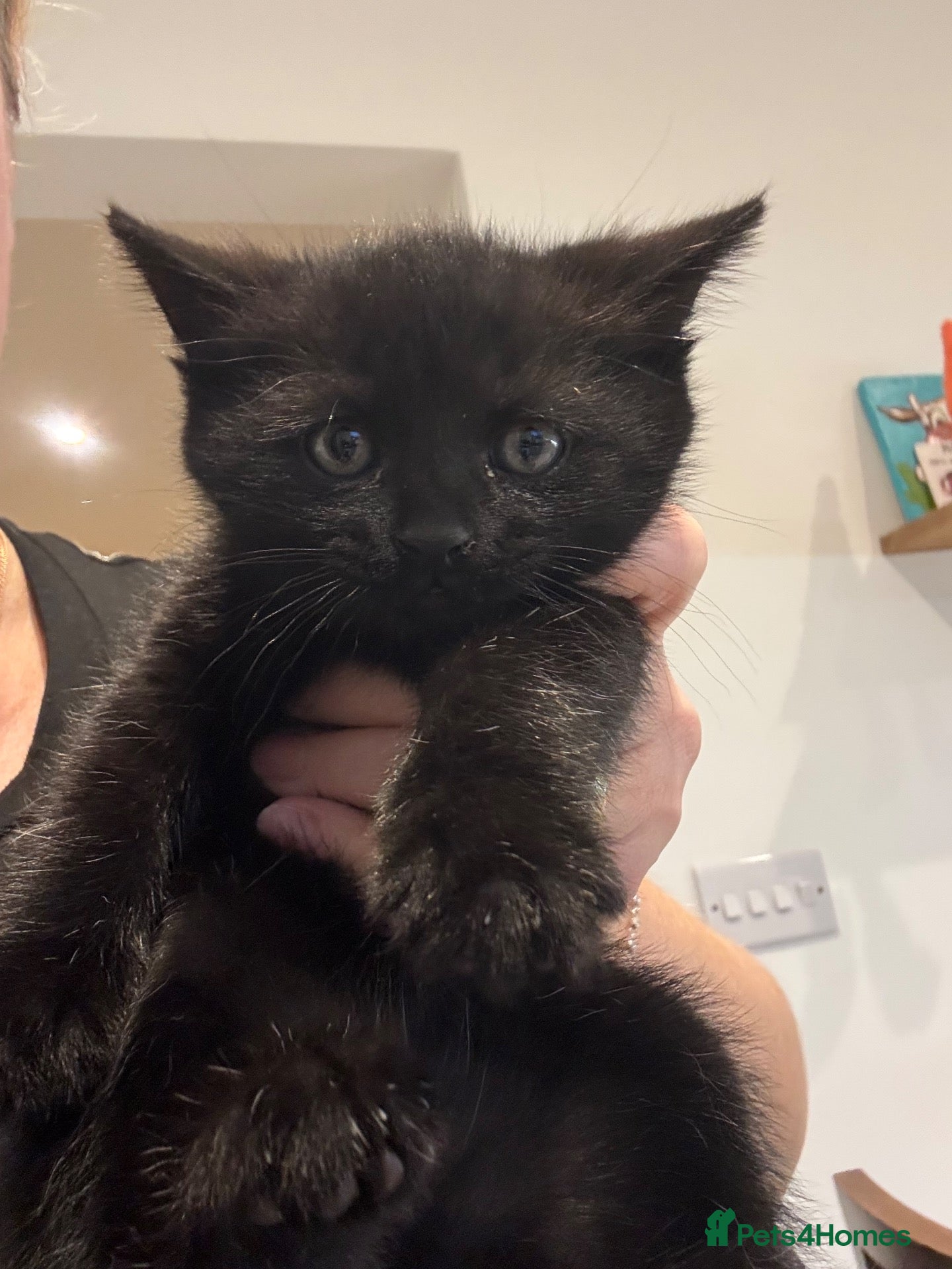 Mixed Breed cats British shorthair cross boy kitten  - Advert 8