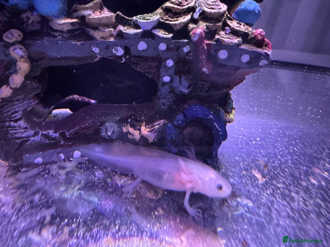 Axolotl reptiles for sale: Axolotl - Image 24