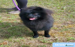 German Spitz dogs for sale: Wonderful William Looking For Loving Home - Image 2