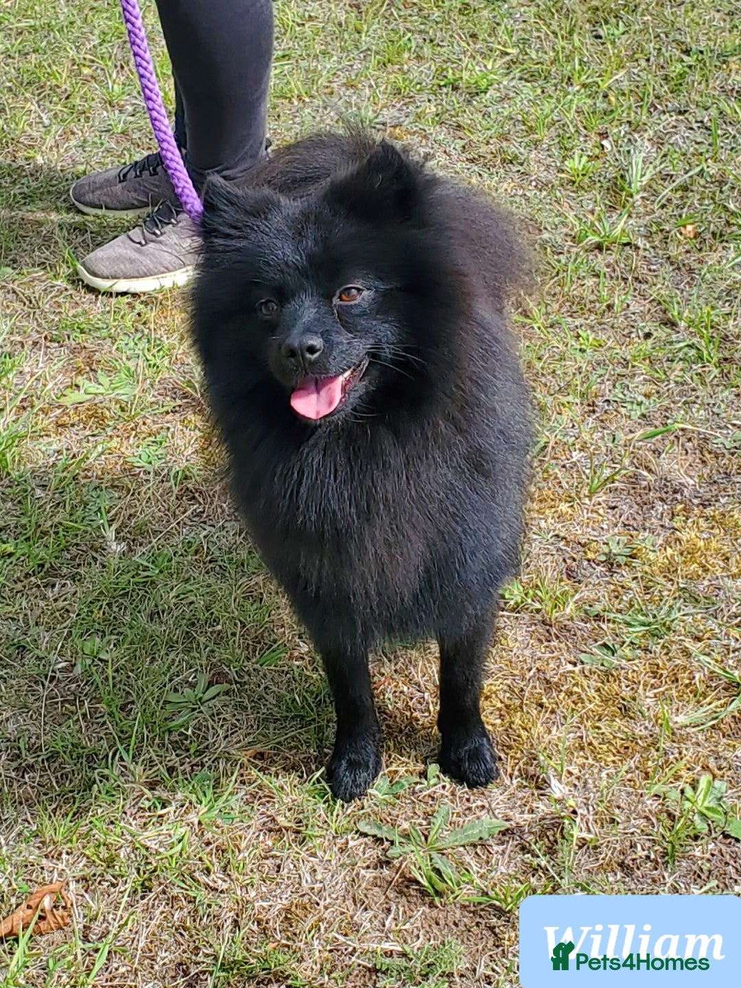 German Spitz dogs for sale: Wonderful William Looking For Loving Home - Image 2