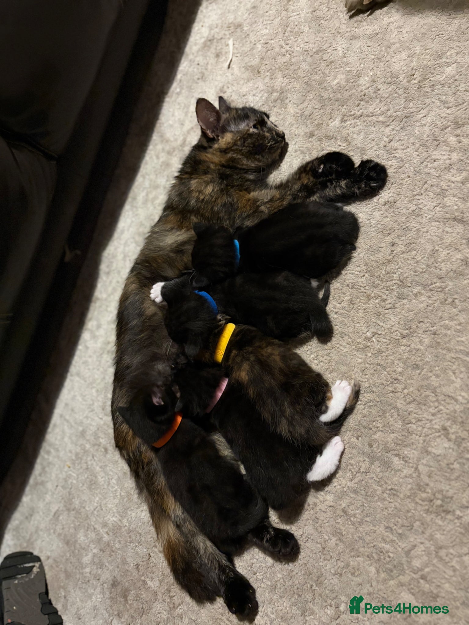 Mixed Breed cats Beautiful kittens ready for homes  - Advert 1