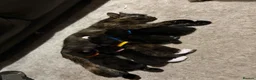 Mixed Breed cats for sale: Beautiful kittens ready for homes  - Advert 1