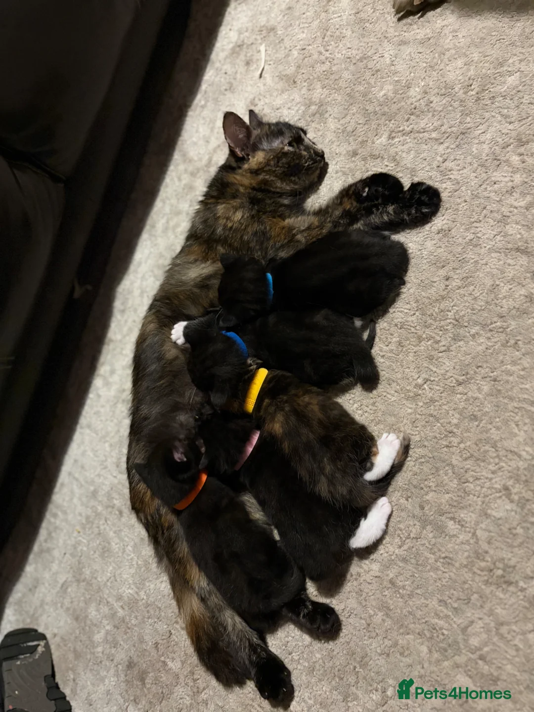 Mixed Breed cats for sale: Beautiful kittens ready for homes  - Advert 1