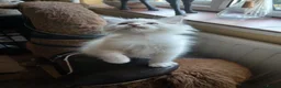 Ragdoll cats for sale: Beautiful brother and sister Ragdoll kittens - Advert 20
