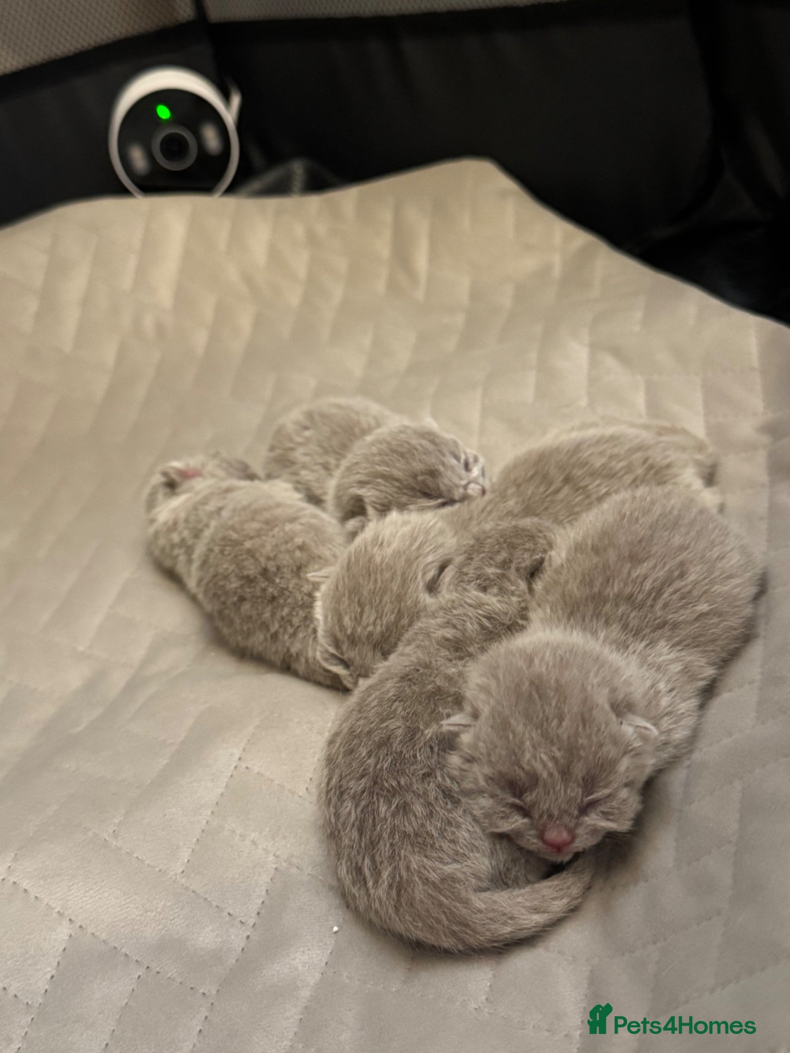 British Shorthair cats Lilac chunky british short hair kittens to reserve - Advert 1