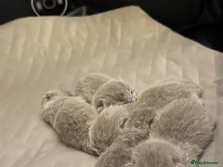 British Shorthair cats Lilac chunky british short hair kittens to reserve - Advert 1