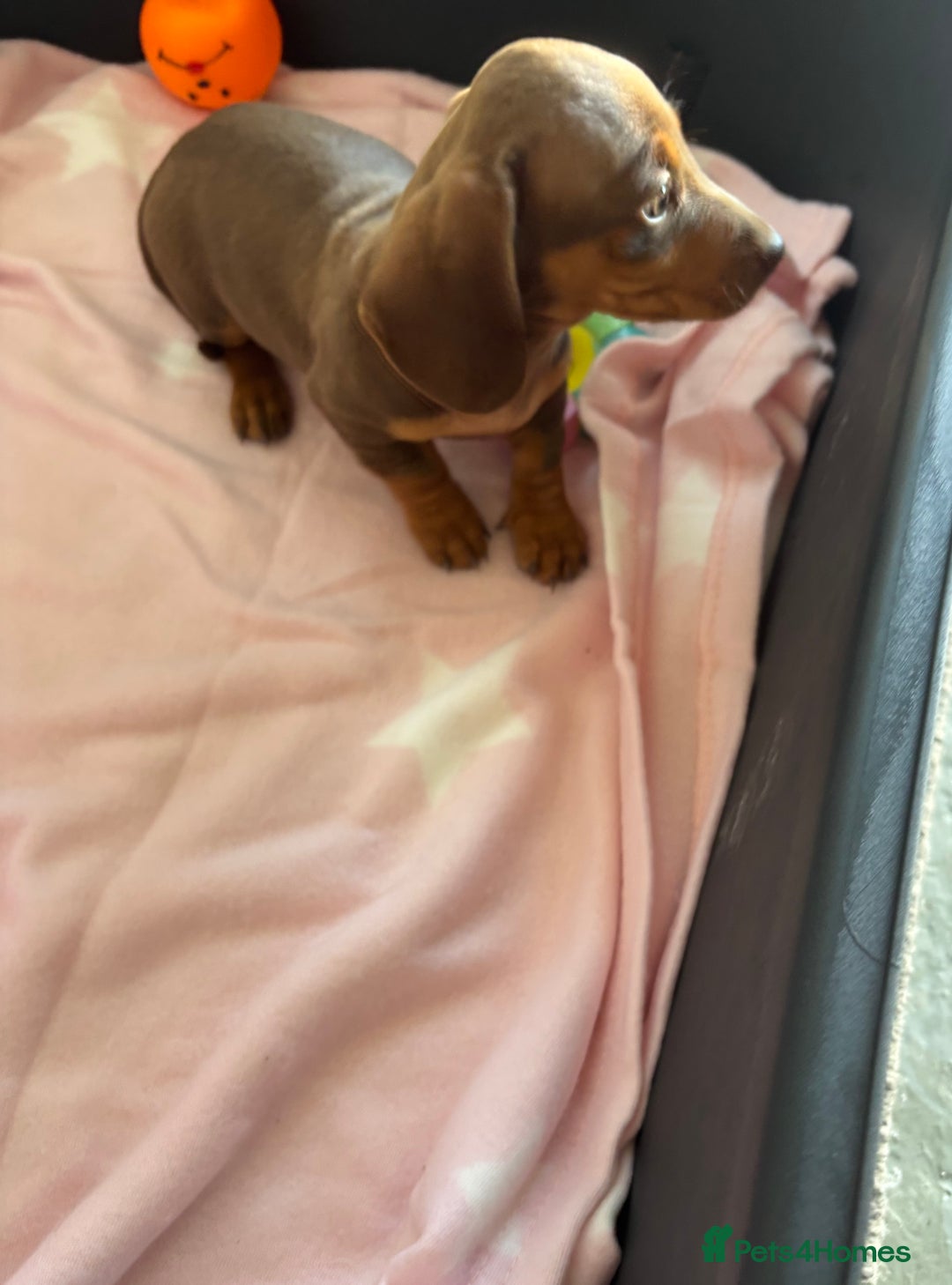 Dachshund dogs for sale: KC PRA Miniature smooth hair dachshund puppies  - Image 15