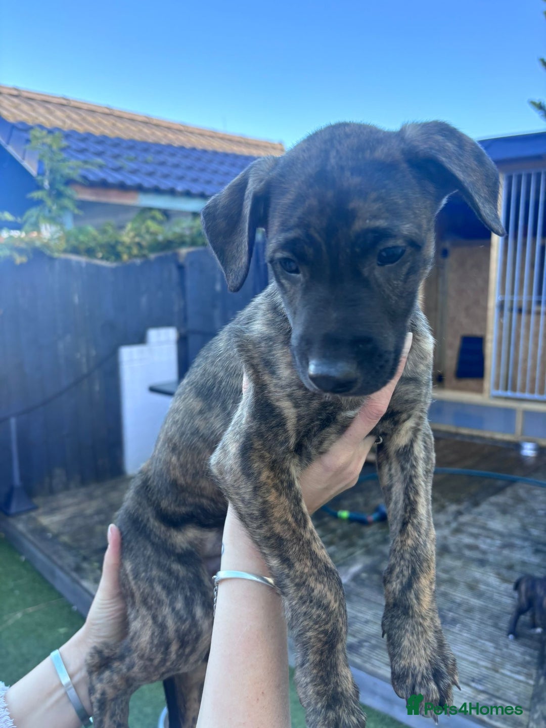 Lurcher dogs for sale: Whippet/greyhound/bull X greyhound/whippet/collieX - Image 23