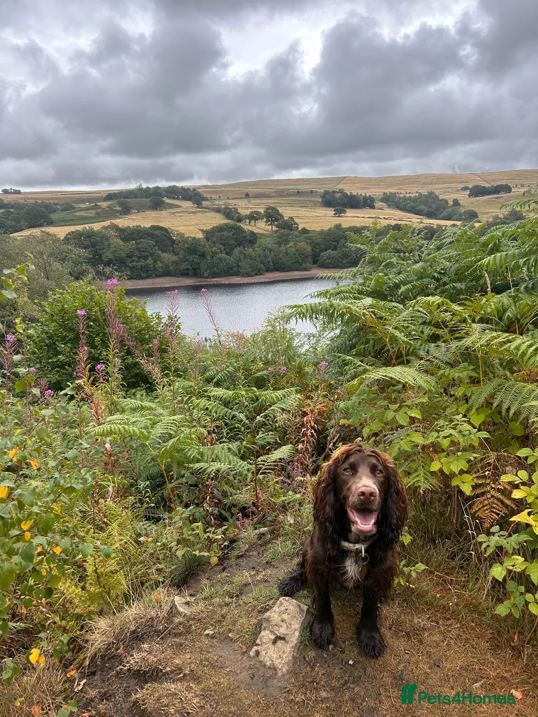 Cocker Spaniel dogs for sale: Gorgeous Fig Looking For Family Home - Advert 2
