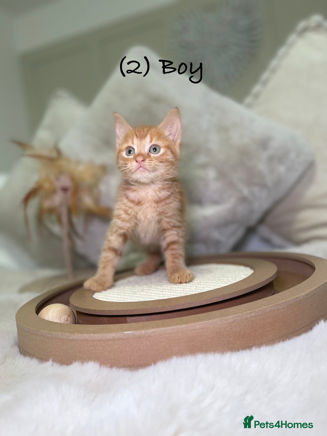 Mixed Breed cats for sale: Stunning kittens 8 weeks old ready now  - Advert 6