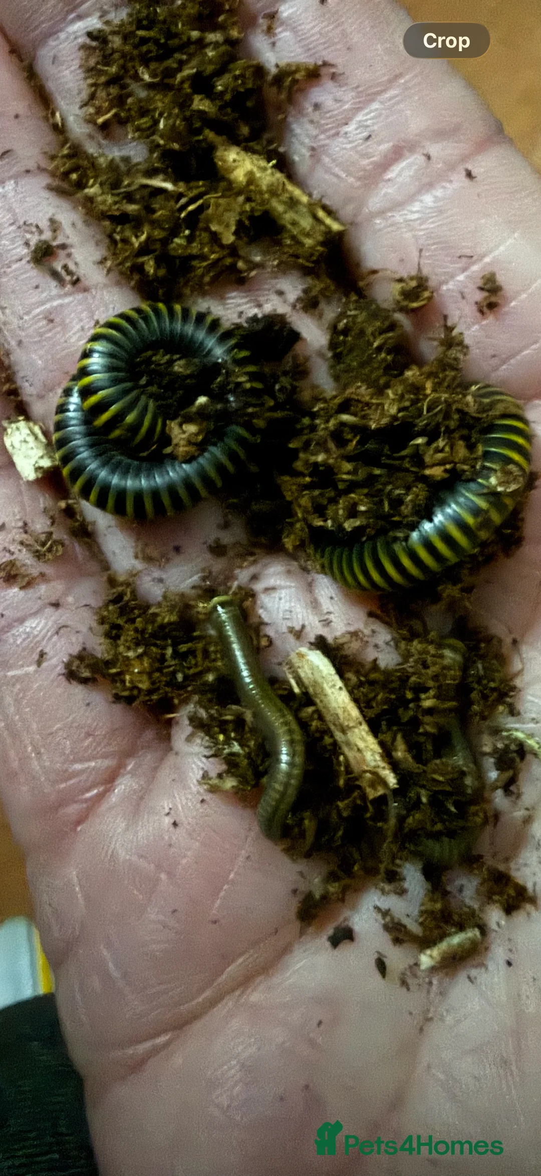 Millipedes invertebrates for sale: Bumblebee millipedes for sale  - Advert 2