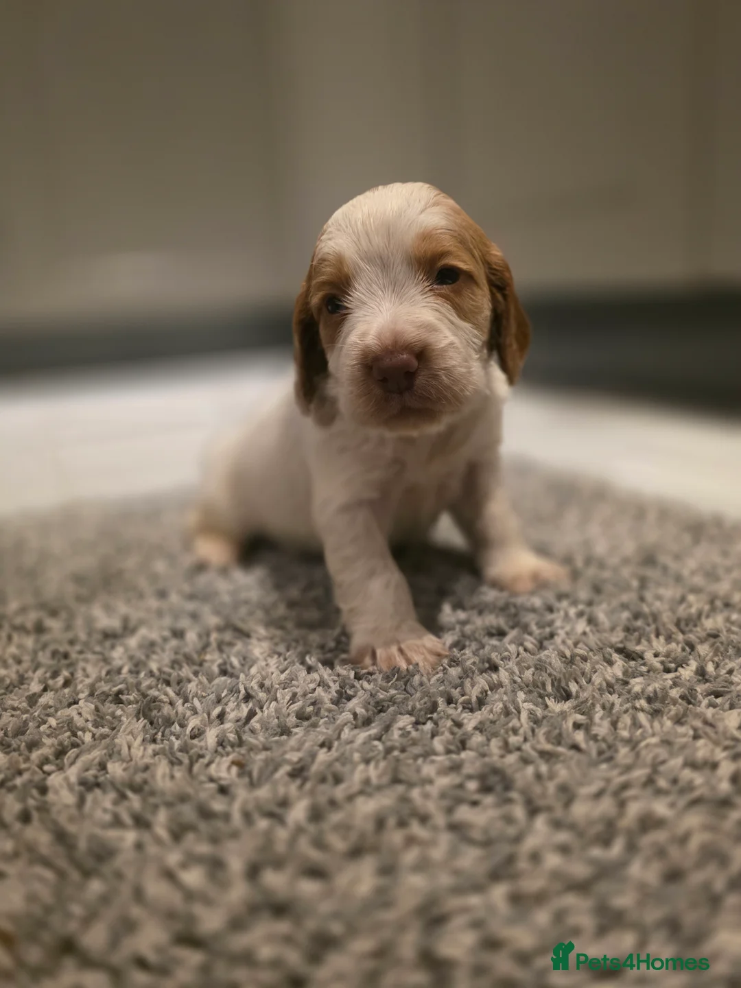 Cocker Spaniel dogs for sale: Beautiful Working cocker spaniel puppies - Advert 21