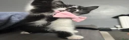 Domestic Shorthair cats for sale: 2 Kittens For Sale!  - Advert 5