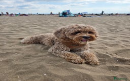 Cavapoo dogs for sale: Amazing Cavapoo - Image 4