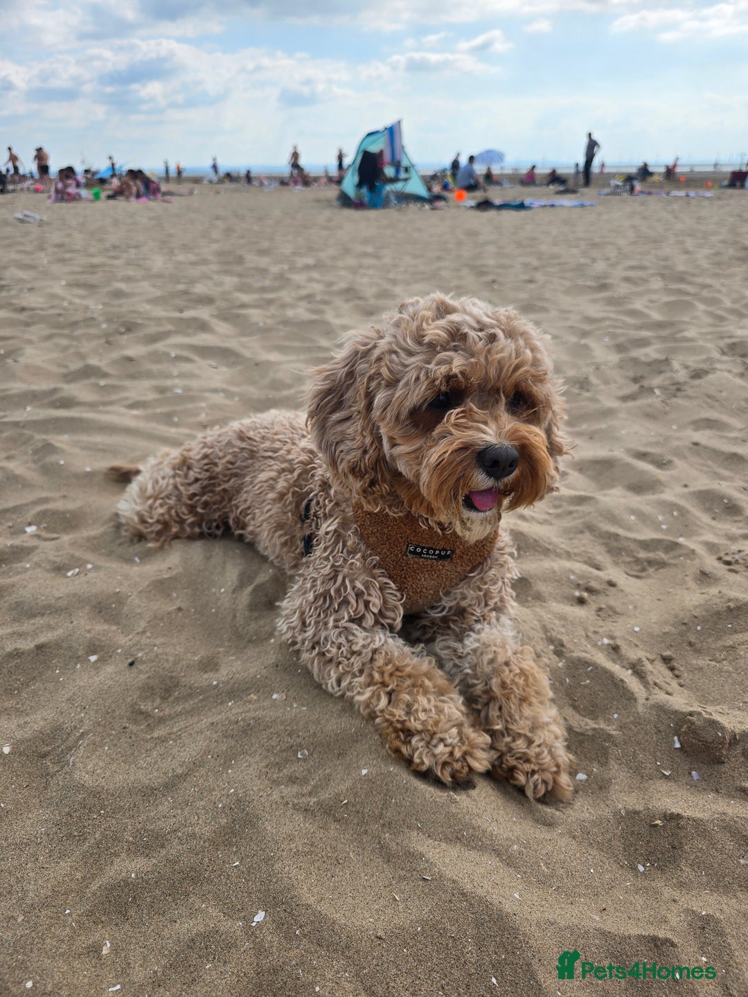 Cavapoo dogs for sale: Amazing Cavapoo - Image 4