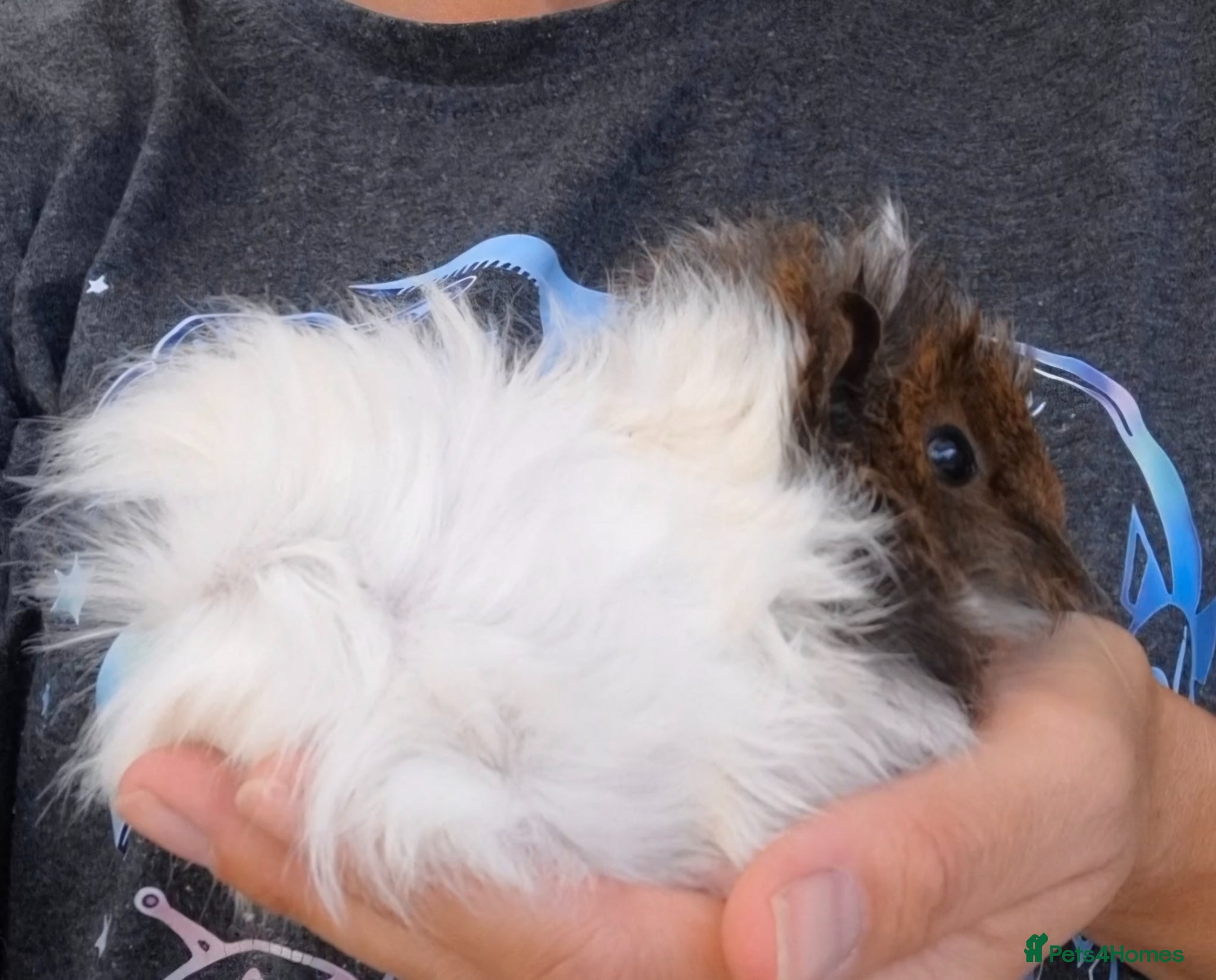 Guinea Pig rodents SOLD.   Pair of young bonded male Guinea pigs - Advert 14