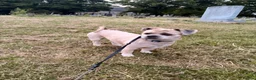 Lhasa Apso dogs for stud: Walter Lhasa apso for stud - Advert 5