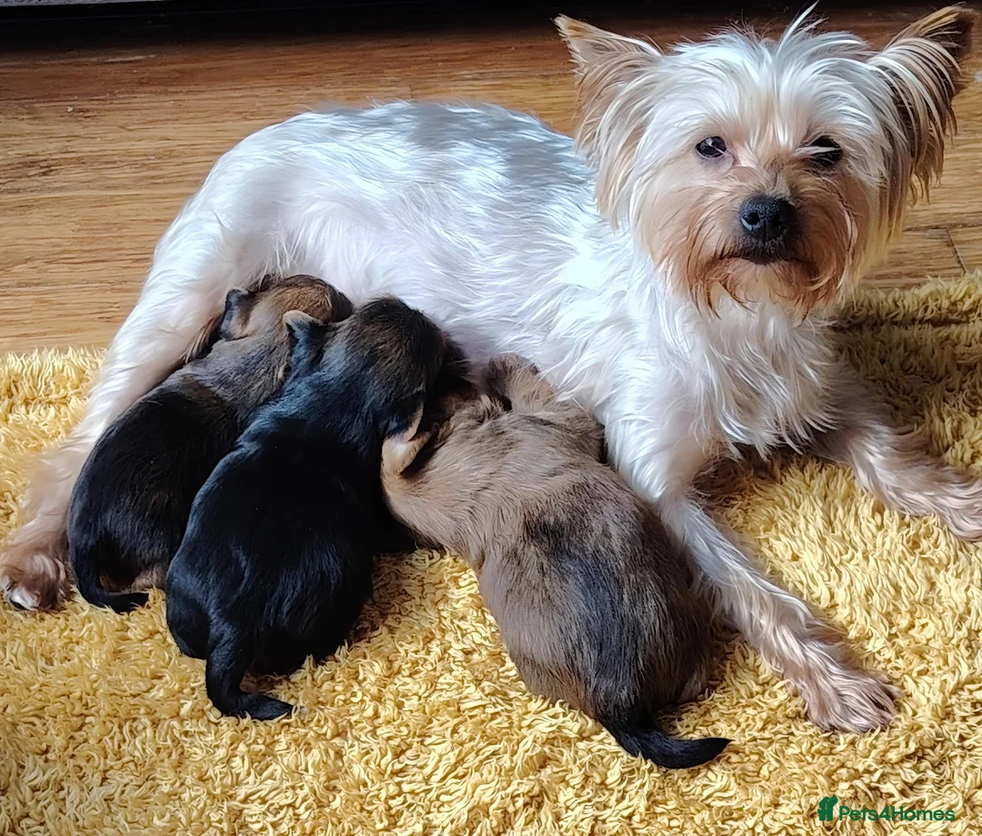Yorkshire Terrier dogs for sale: Yorkshire Terrier Puppies - Advert 10