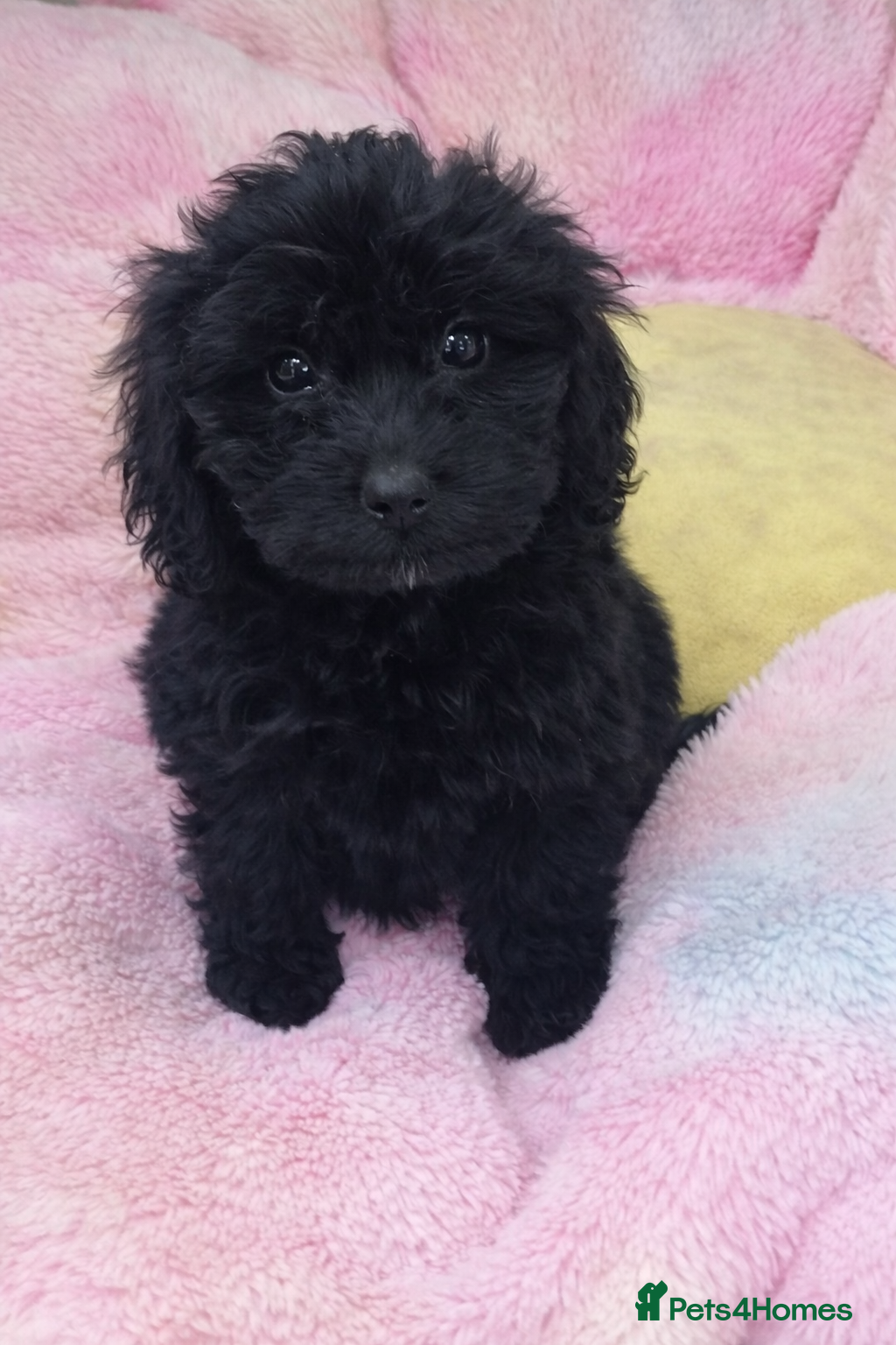 Cockapoo dogs F1 mixed coloured Cockapoo puppies - Advert 15