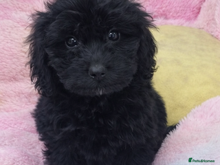 Cockapoo dogs F1 mixed coloured Cockapoo puppies - Advert 15