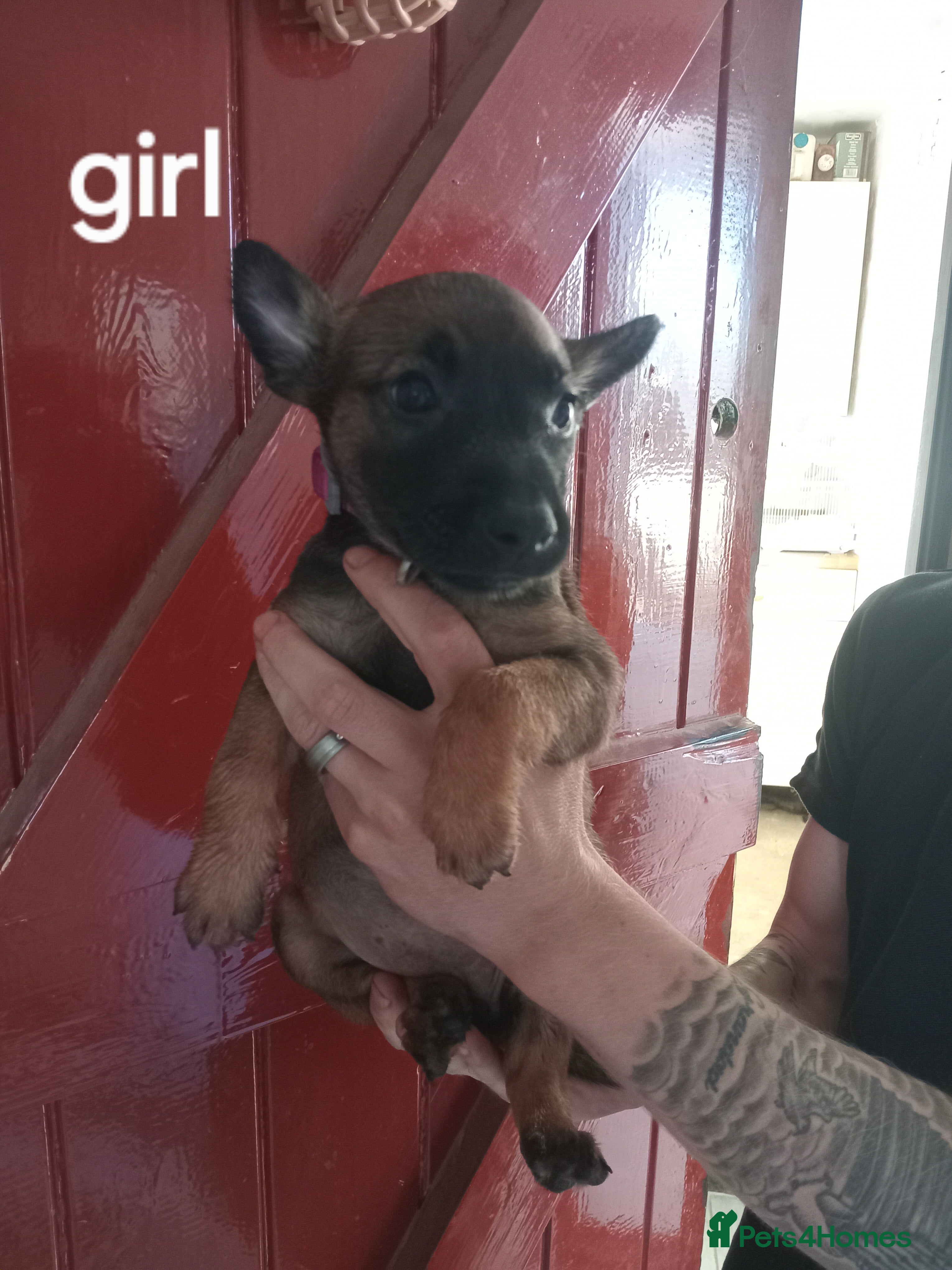 Belgian Shepherd Dog dogs Working Mali pups  - Advert 2