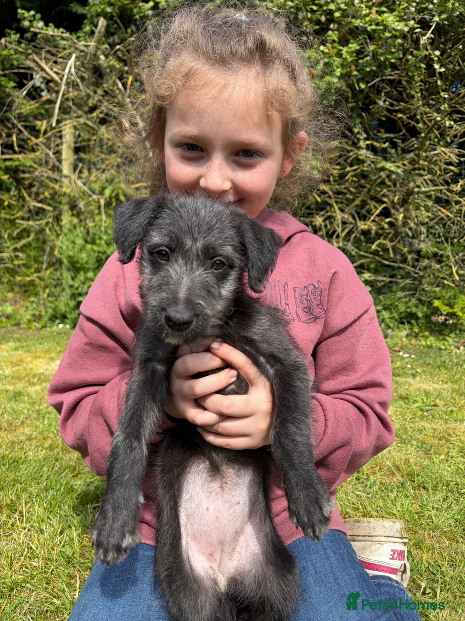 Mixed Breed dogs Bedlington Whippet Bitch Pup - Advert 6
