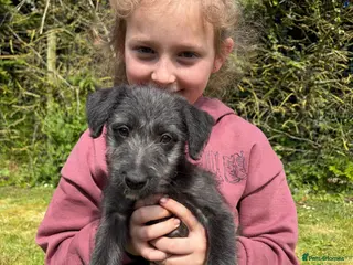 Mixed Breed dogs Bedlington Whippet Bitch Pup - Advert 4