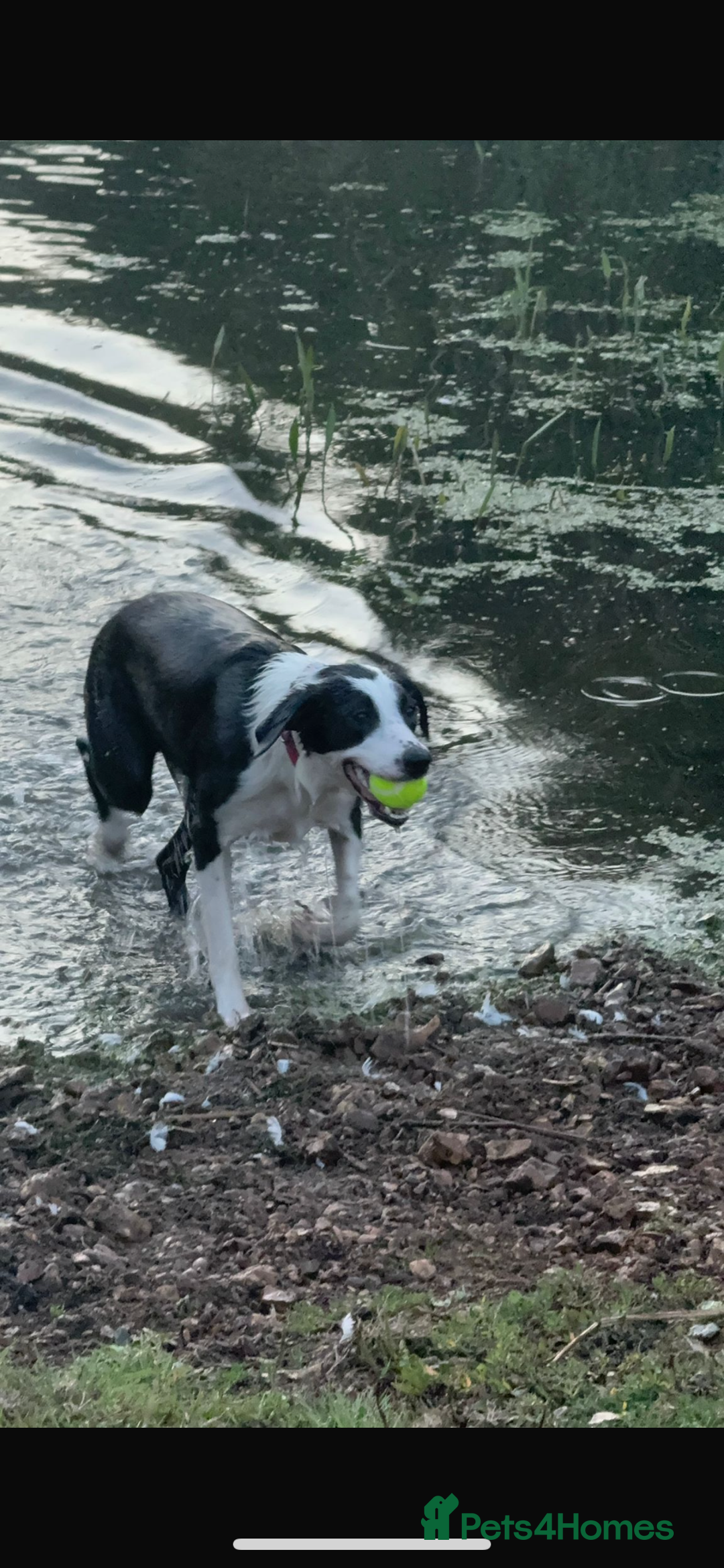 Border Collie dogs for sale: 10 month old border collie puppy ❤️ - Image 6