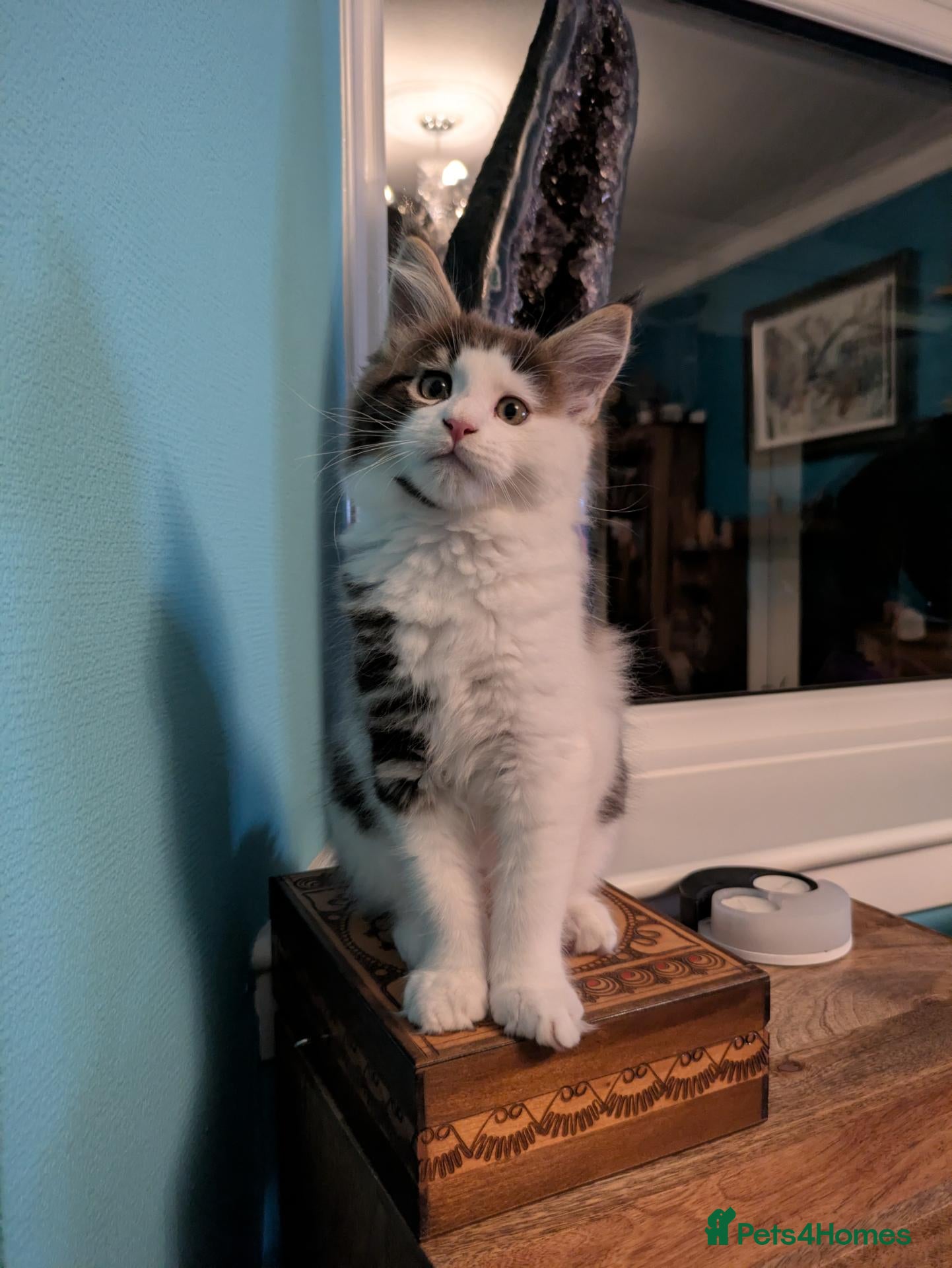 Maine Coon cats Male Kitten- Purebred Maine Coon - GCCF Registered - Advert 3