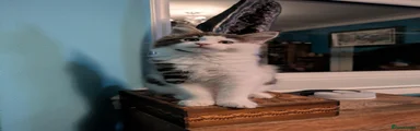 Maine Coon 1