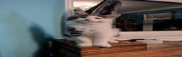 Maine Coon cats for sale: Male Kitten- Purebred Maine Coon - GCCF Registered in Darvel - Advert 3