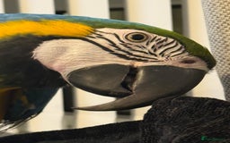 Macaws birds for sale: Buddy the macaw  - Image 2