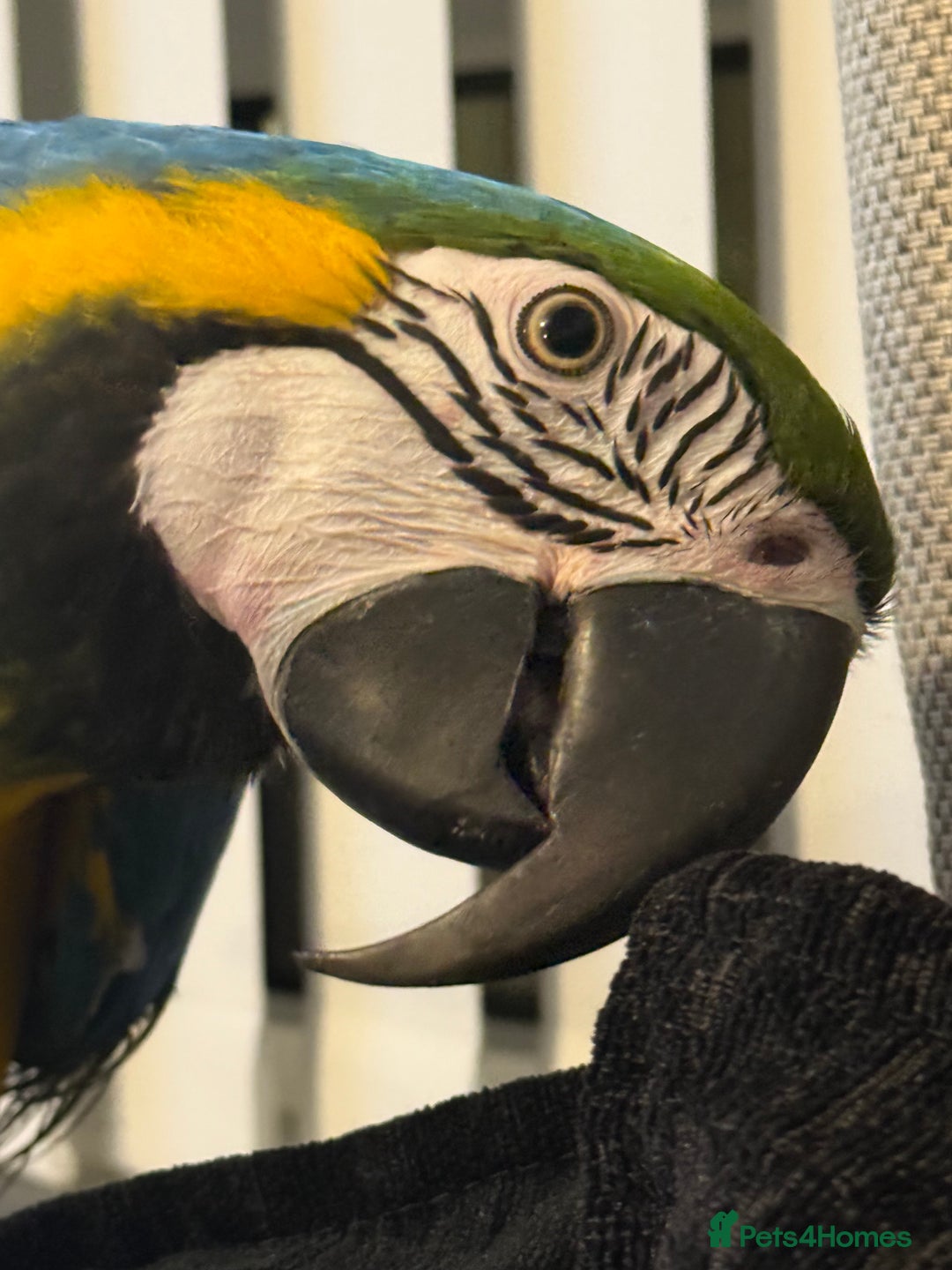 Macaws birds for sale: Buddy the macaw  - Image 2