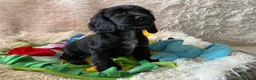 Cocker Spaniel dogs for sale: ☀️ DNA tested show type cocker spaniel girl ☀️ - Advert 6