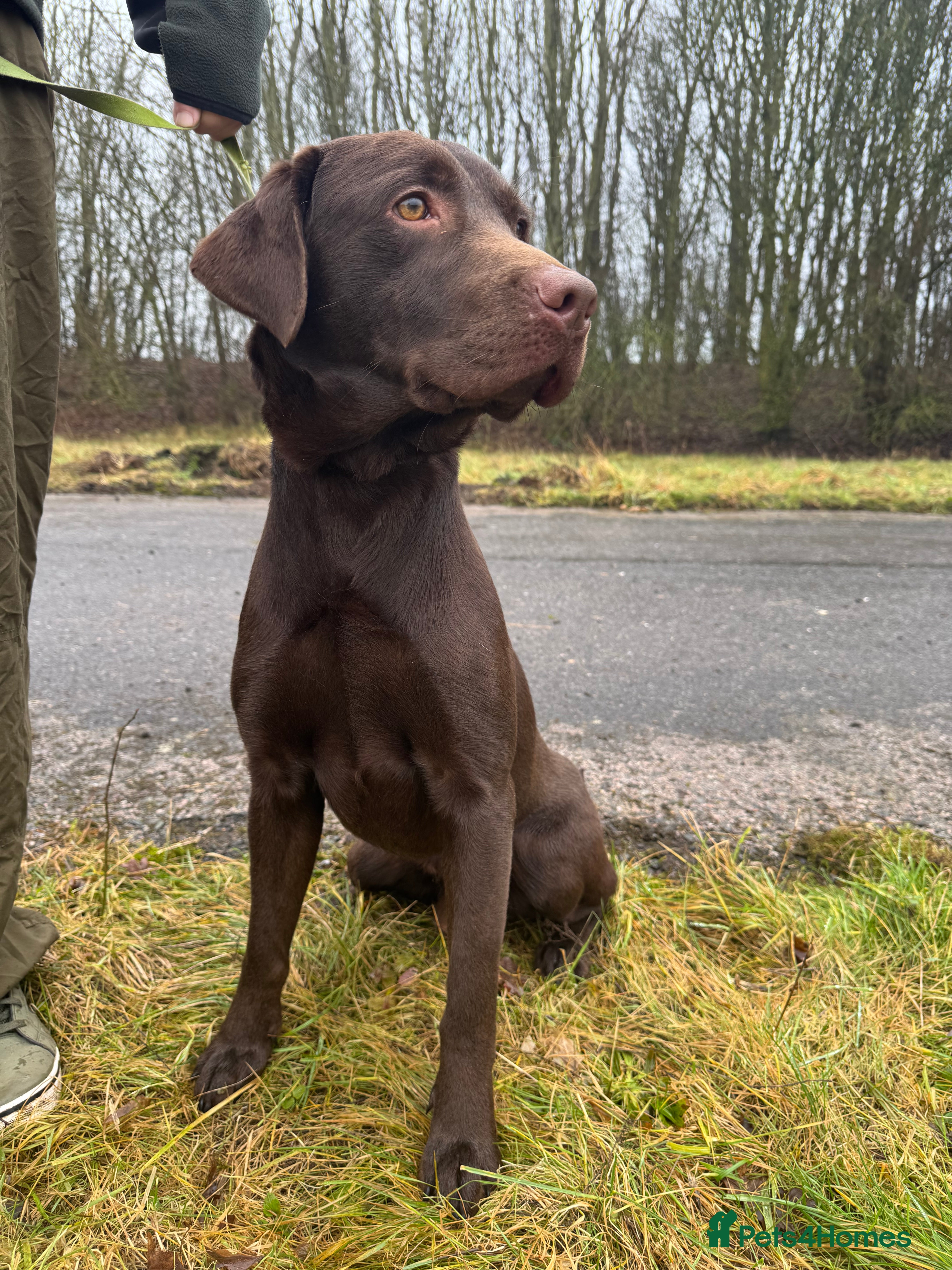 Labrador Retriever dogs Chocolate Labrador Looking for a New Home  - Advert 2