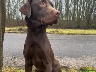 Labrador Retriever dogs Chocolate Labrador Looking for a New Home - Advert 2