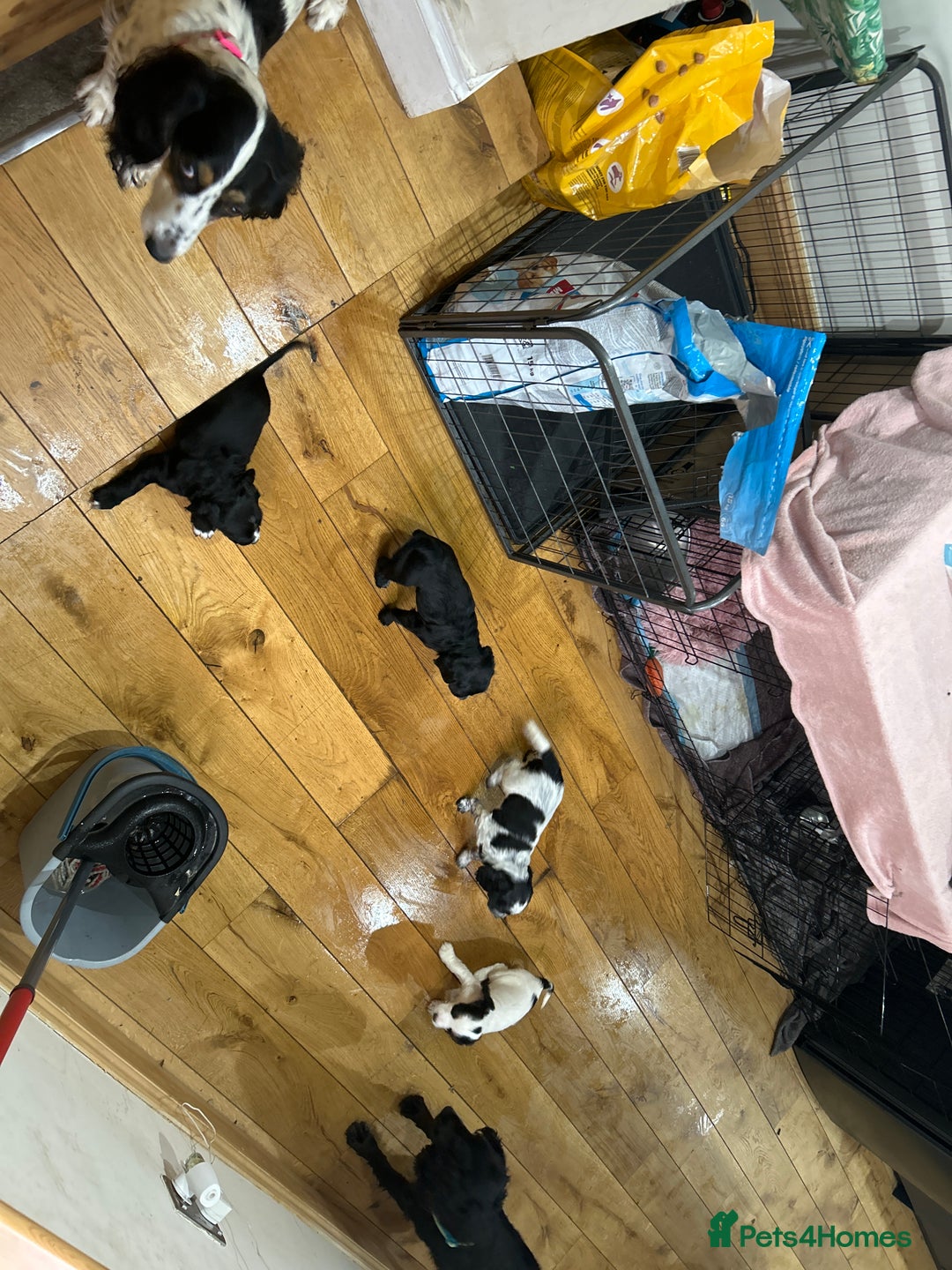 Cocker Spaniel dogs for sale: Beautiful Working Cocker Spaniel puppies - Advert 7