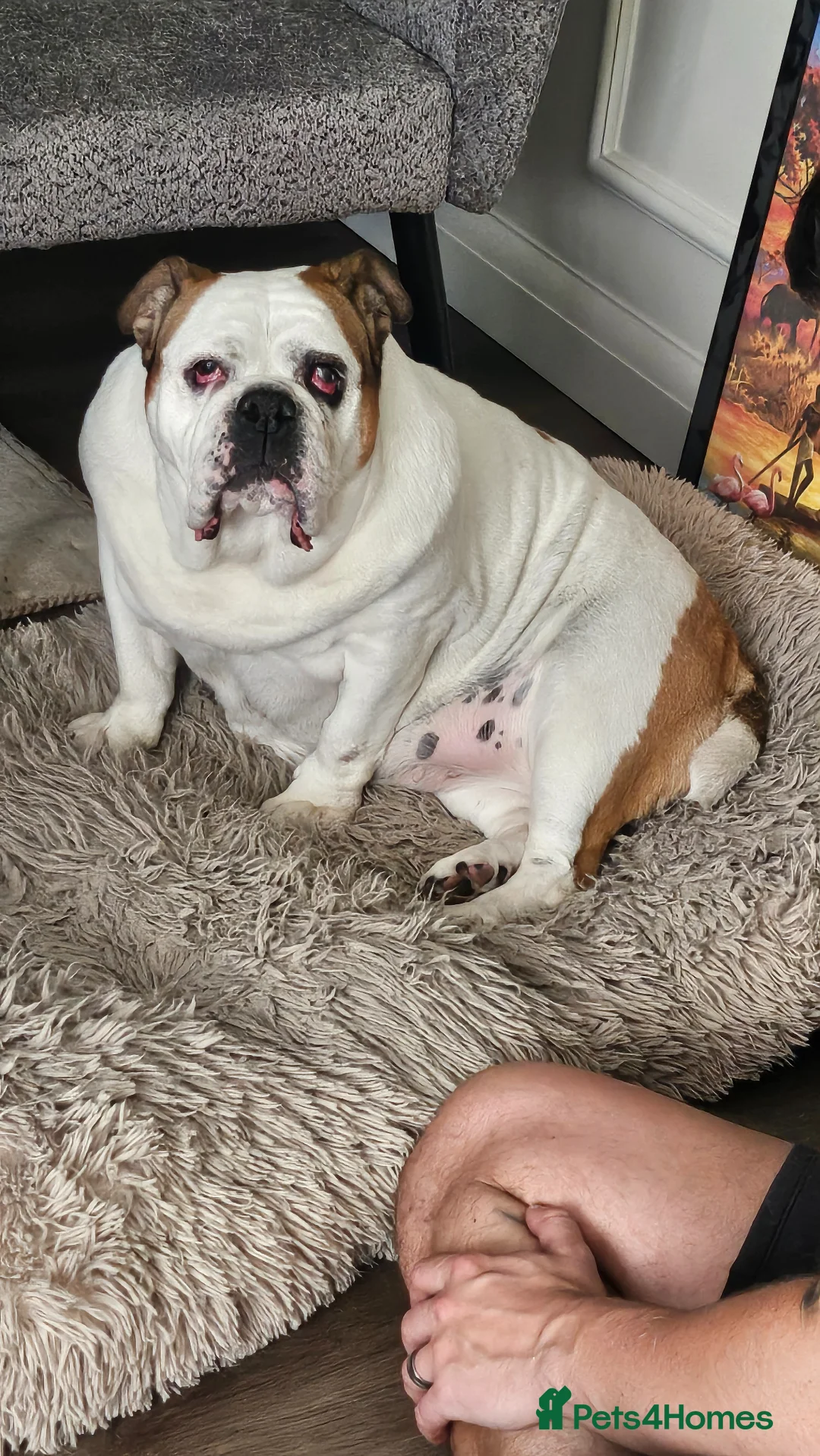 Mixed Breed dogs for sale: Jiggles the Bulldog Cross  - Advert 2