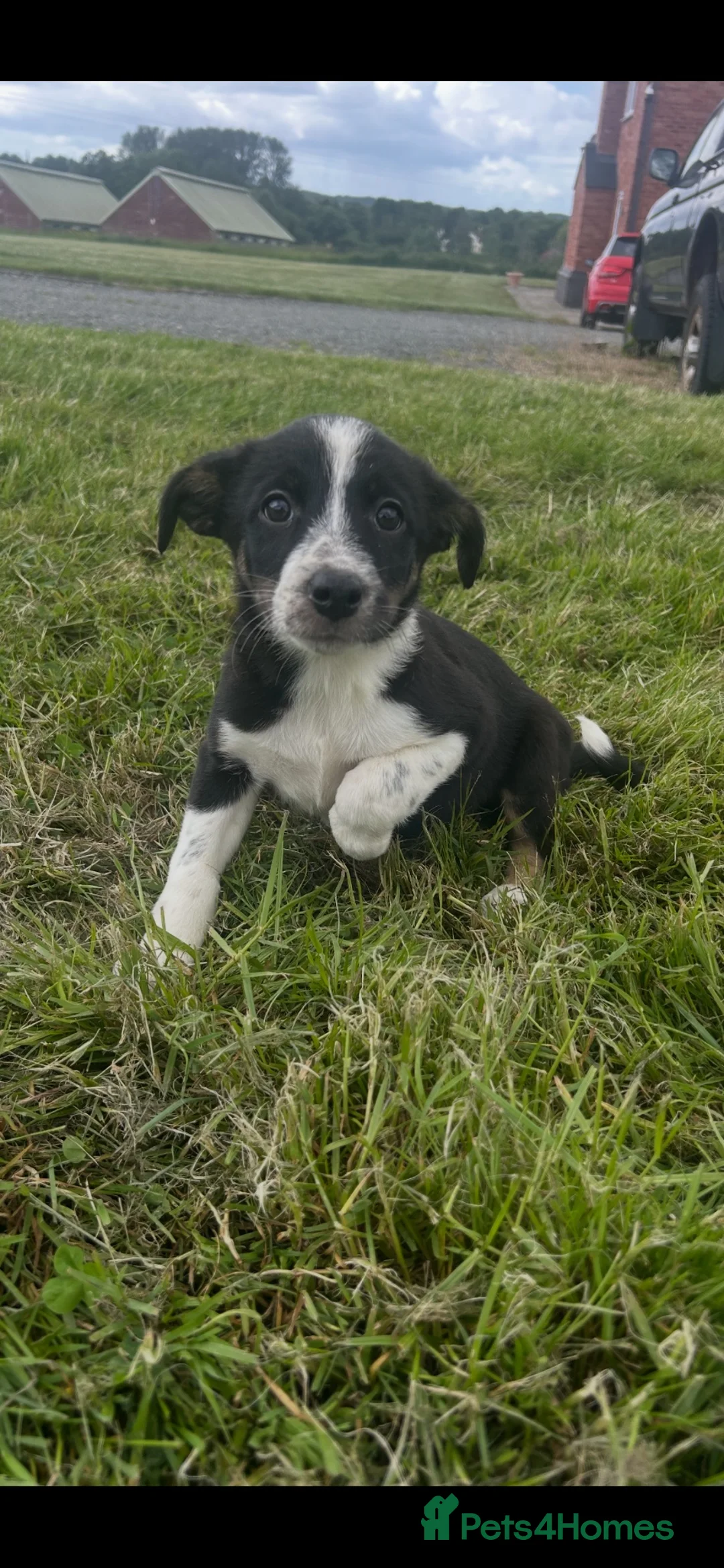 Border Collie dogs for sale: Gorgeous litter of border collie puppies - Advert 2