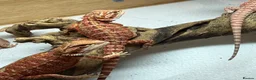 Bearded Dragon reptiles for sale: 💥💥💥Baby Dragons! WEEKEND SPECIAL £150 💥💥💥 - Advert 24
