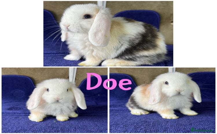 Mini Lop rabbits - Advert 12