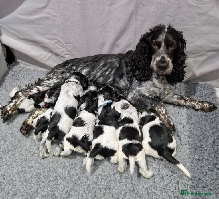 Cocker Spaniel dogs Cocker Spaniel Show Type Puppies for Sale - Advert 2