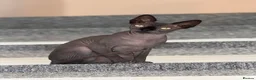 Sphynx cats for sale: Adorable sphynx girl  - Advert 4