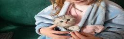 British Shorthair cats for sale: Amazing Scottish fold girls - Advert 11