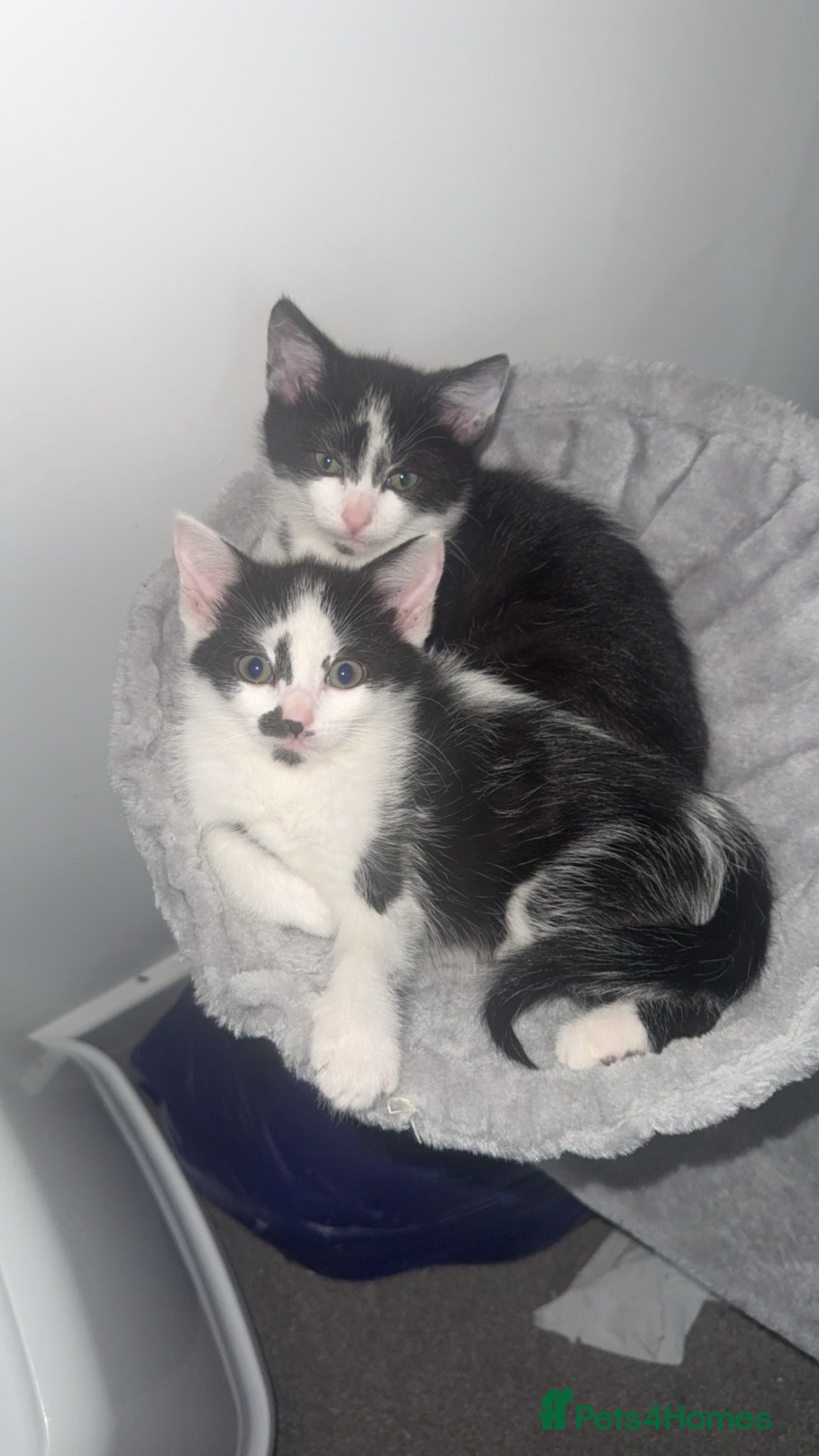 Mixed Breed cats black and white kitten - Advert 1