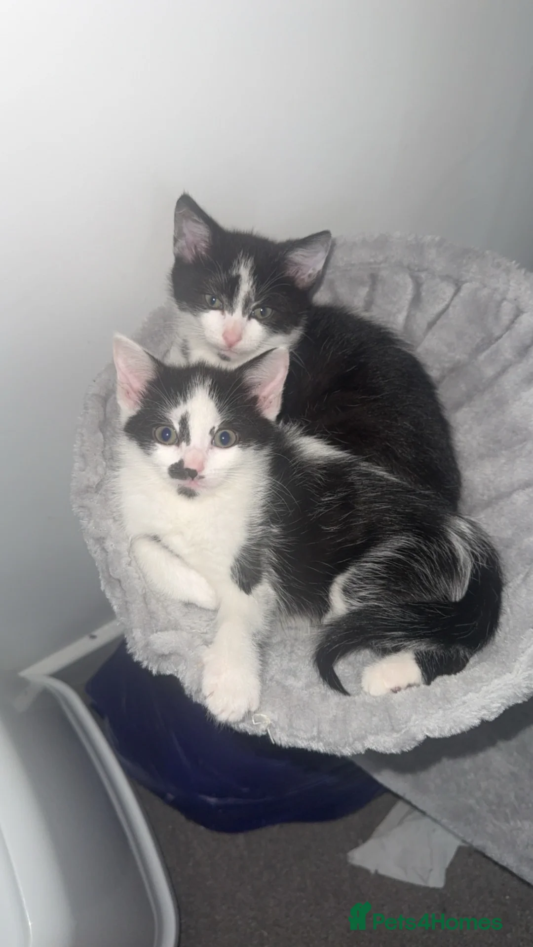 Mixed Breed cats for sale: black and white kitten - Advert 1