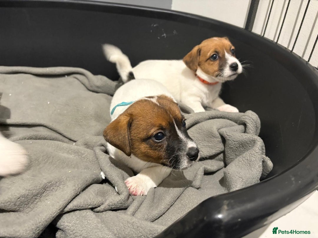 Jack Russell dogs for sale: Traditional old fashioned jack Russel puppies  - Advert 9