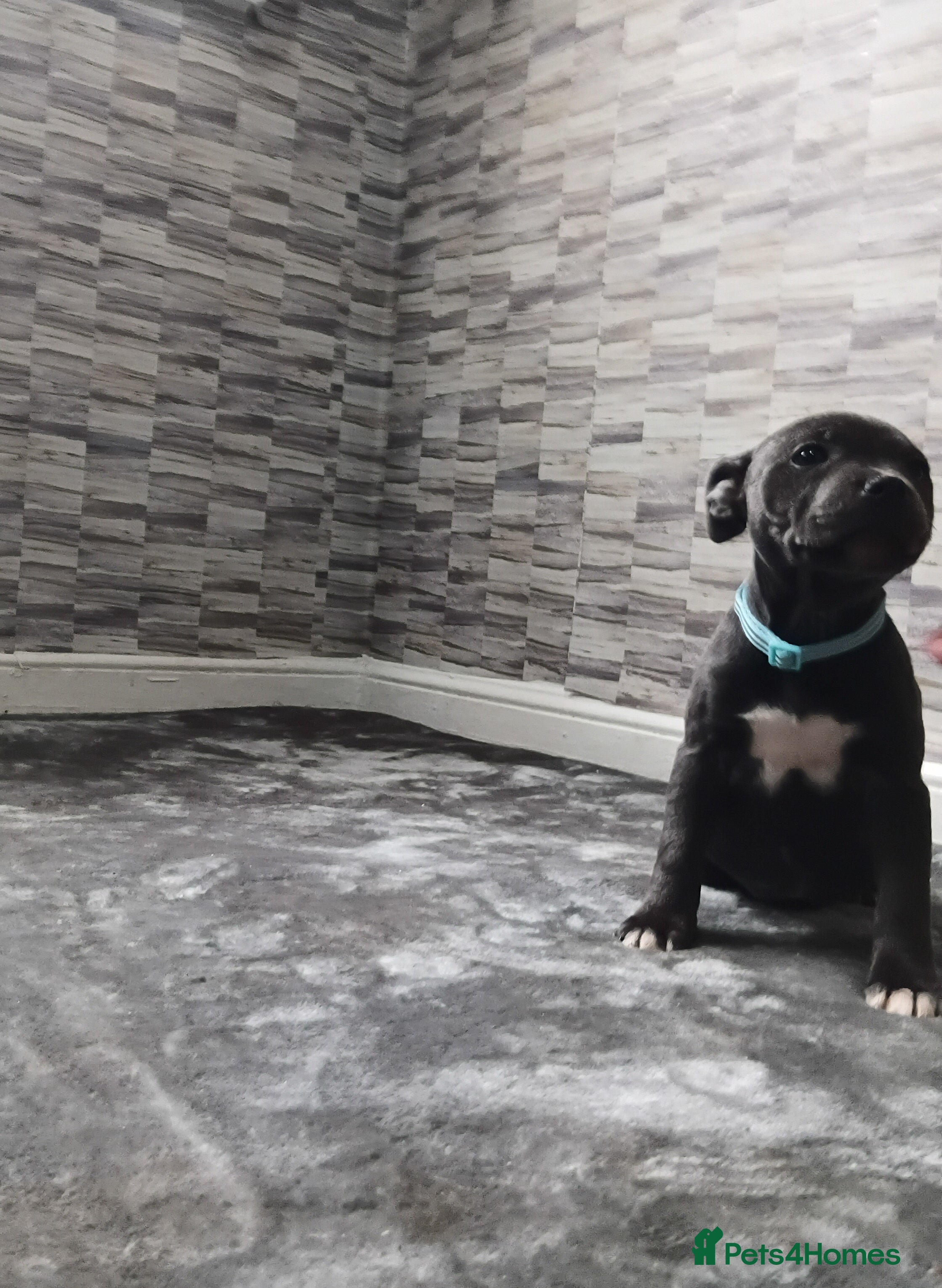 Staffordshire Bull Terrier dogs for sale: STAFFORDSHIRE BULL TERRIER PUPS - Advert 1